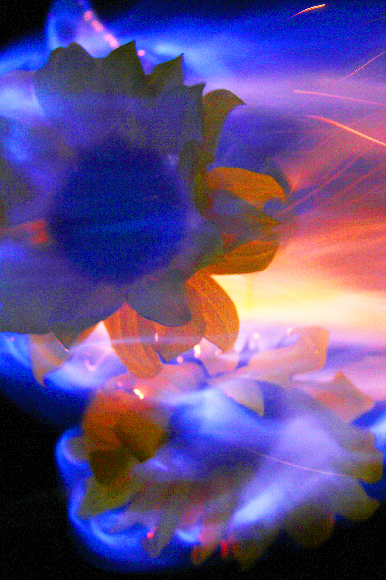 A Flower Rising to Heaven - Dedicated to My Uncle 1 2017 - Spectral Mornings
