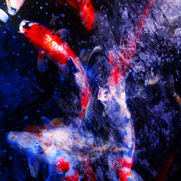 Nishikigoi XXIV 2024 - The graceful swimming feels like the flow of time 錦鯉 - 優雅に泳ぐ姿は時の流れのよう