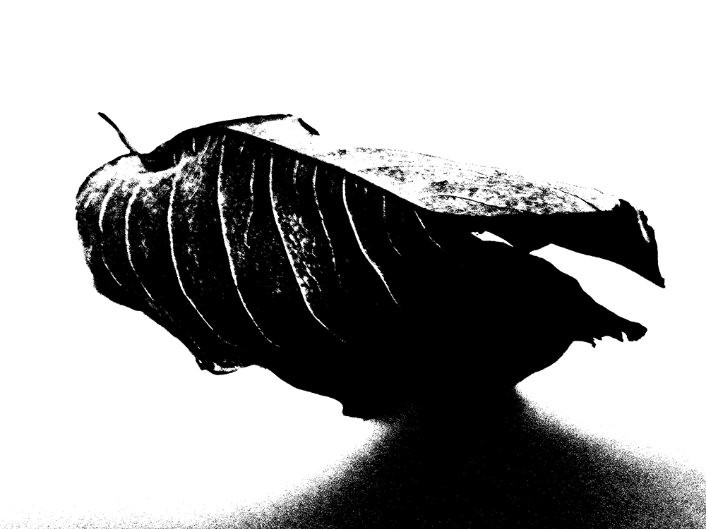 Self - image 2024