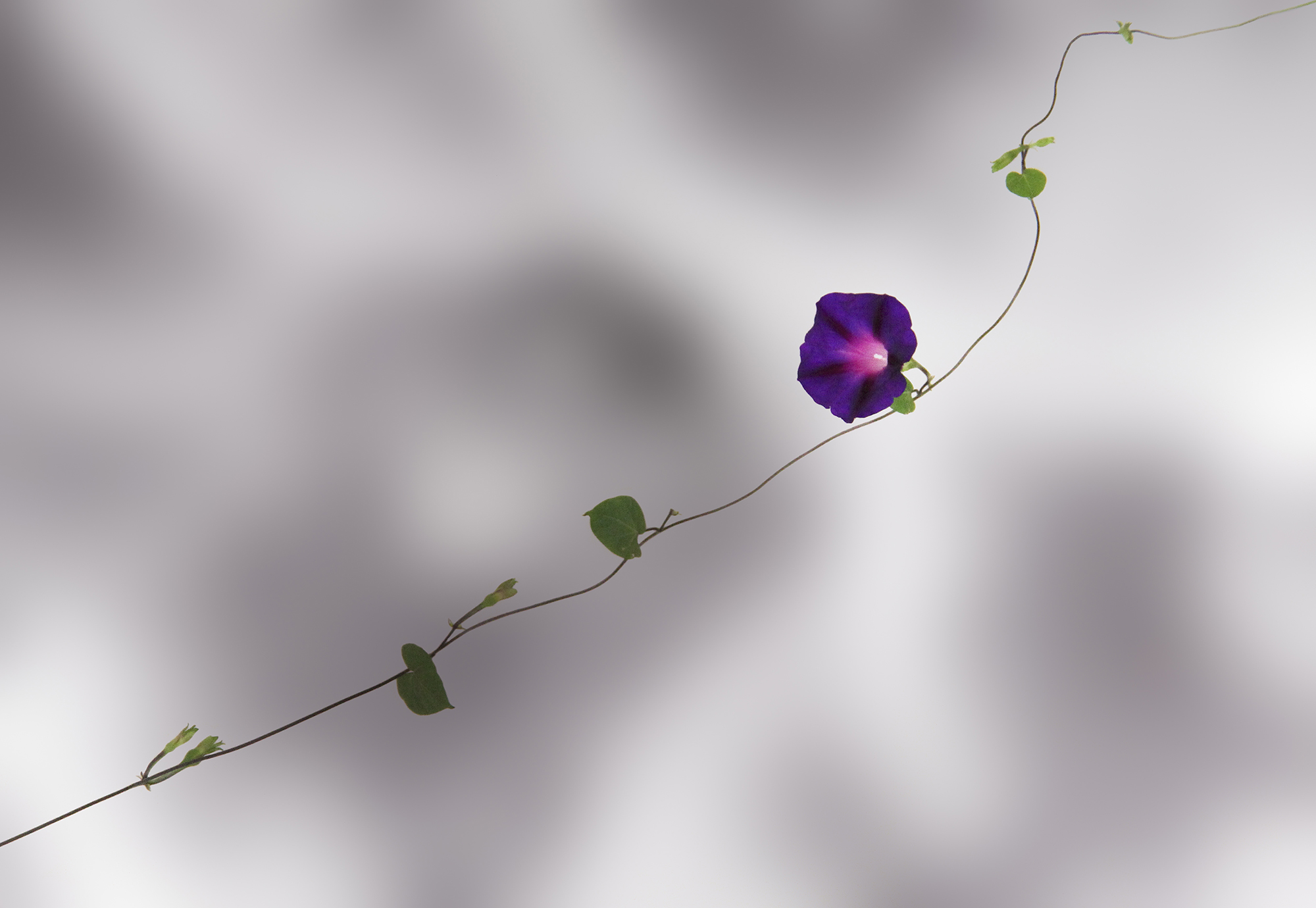 母の花 2017 - Mother's Flower