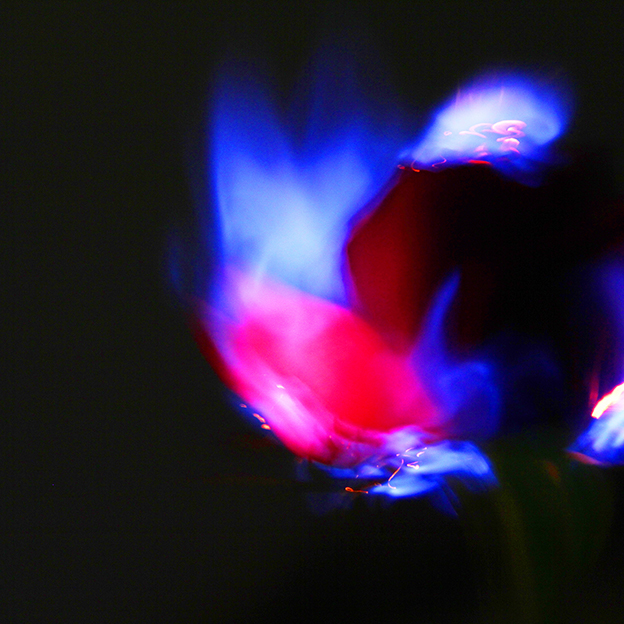 A Flower Rising to Heaven - Dedicated to My Mother XII 2017